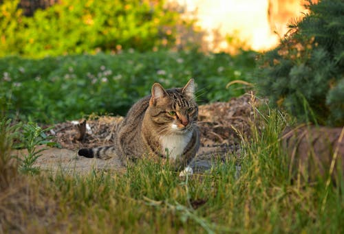 Cute Brown Tabby Cat