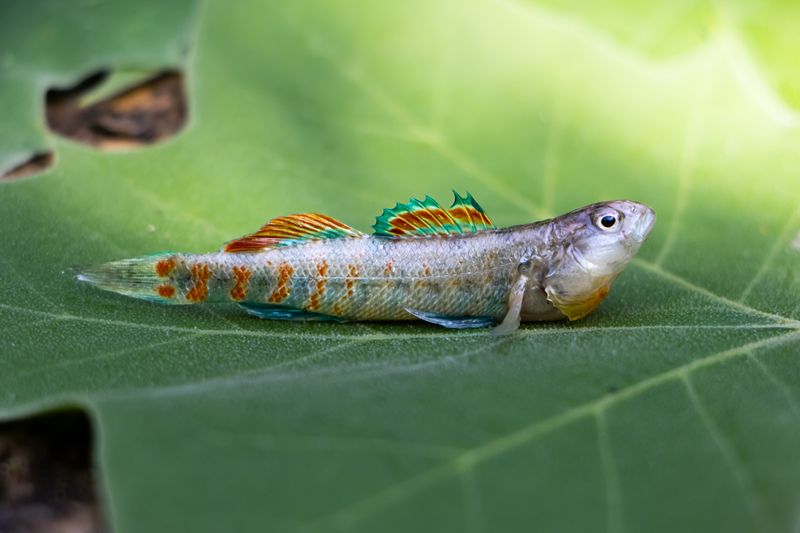Detailed macro photo of a colorful rainbow darter fish resting on a green leaf.