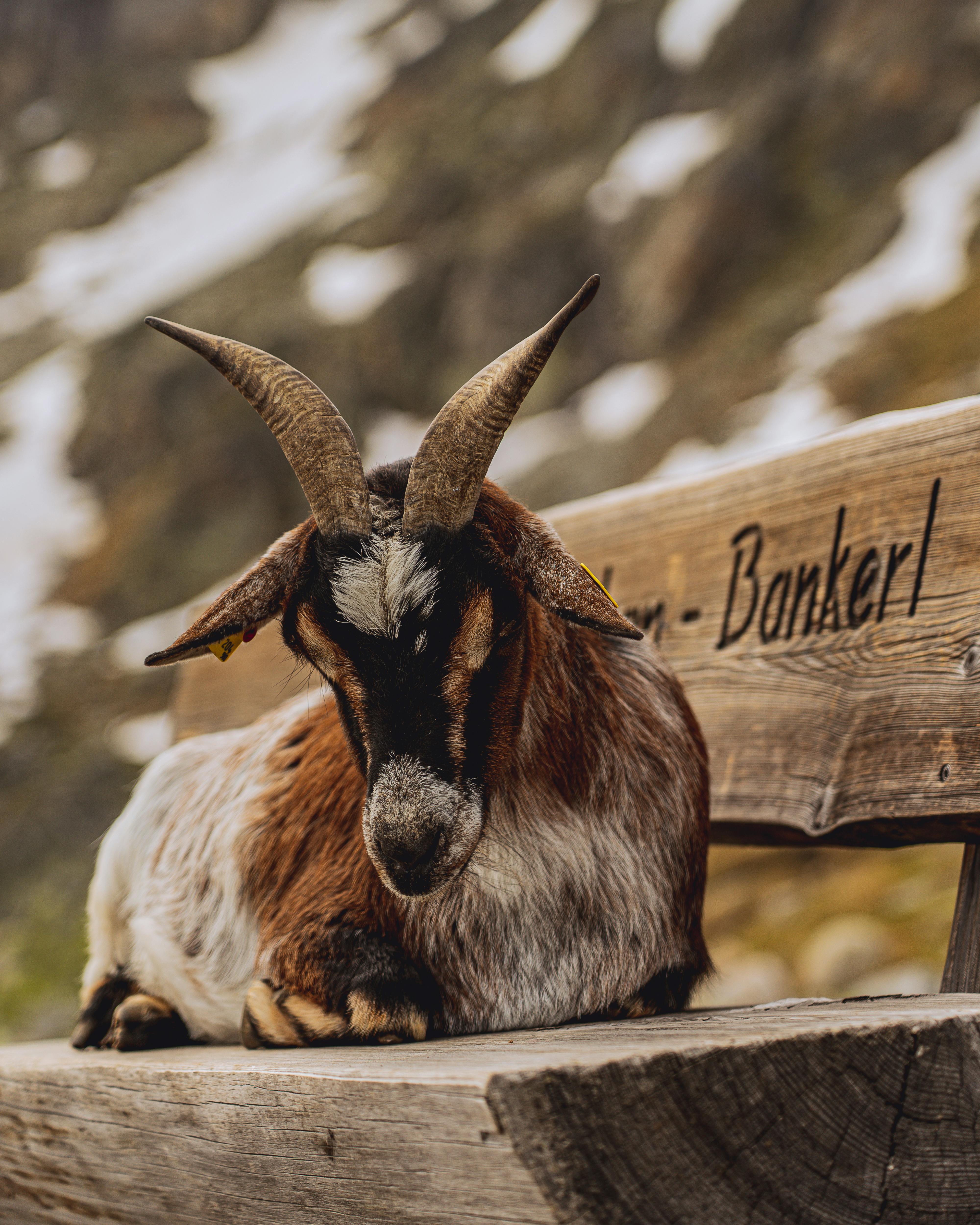 A goat relaxing on a rustic wooden bench in the scenic Austrian Alps.