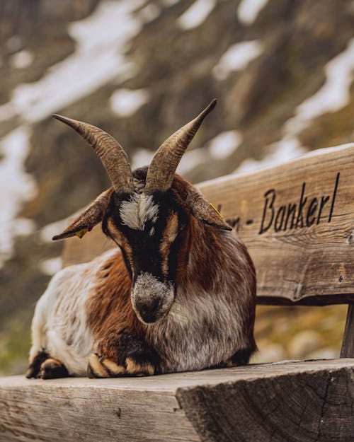 Goat on a Bench