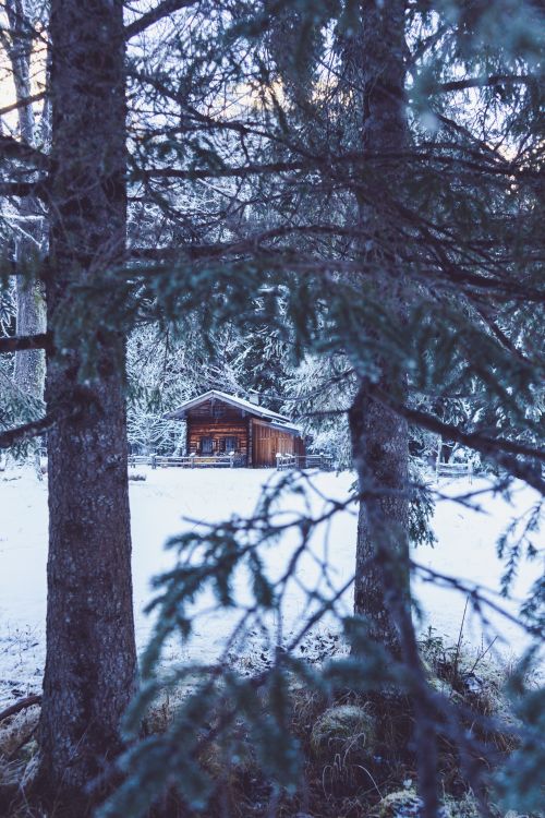 Free A picturesque log cabin surrounded by snow-covered trees in Ramsau during winter. Stock Photo