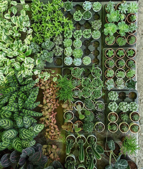 High Angle Shot of Potted Plants 