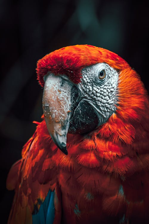 ฟรี คลังภาพถ่ายฟรี ของ guacamaya roja, การถ่ายภาพนก, ขนนก คลังภาพถ่าย