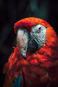 Detailed close-up of a colorful Scarlet Macaw in Mexico, showcasing vibrant plumage.