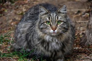 Fluffy kitten with green eyes
