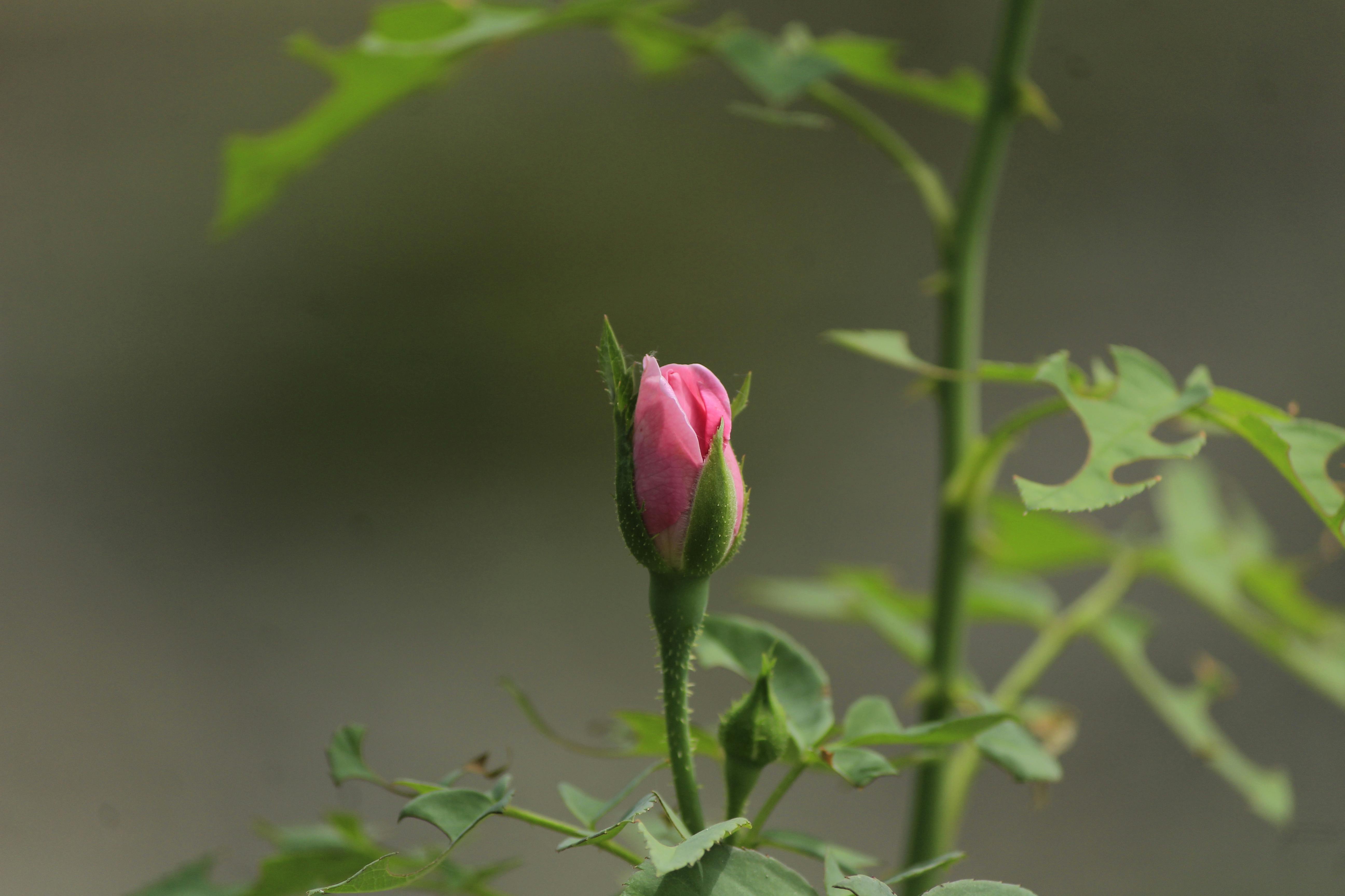 A Close-Up Shot of a Rose Bud · Free Stock Photo