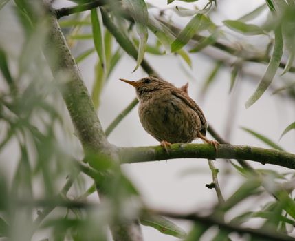 Brown Bird on Green Tree Branch