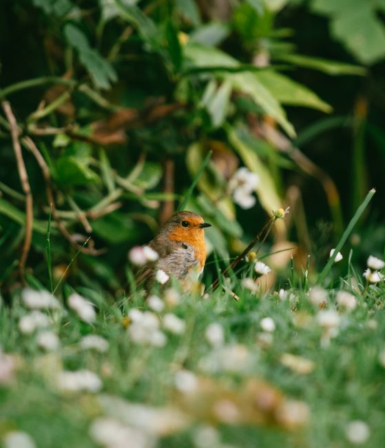 A European robin perched in lush garden grass with surrounding greenery.