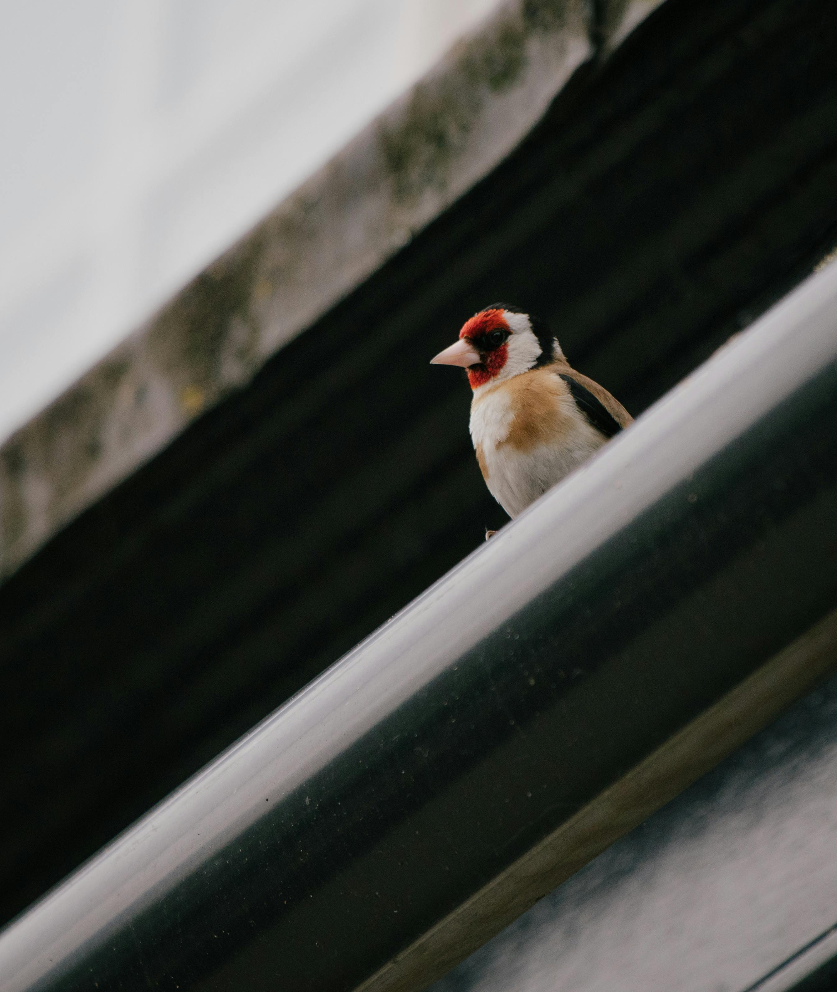 close up of bird