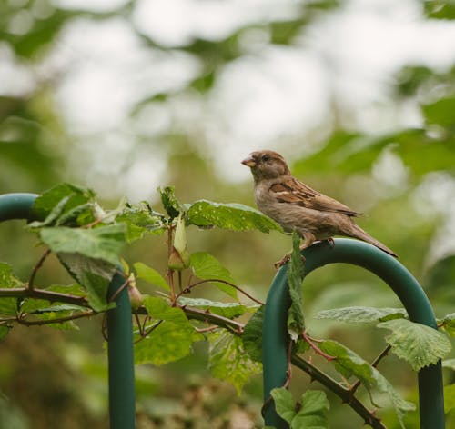 Fotobanka s bezplatnými fotkami na tému listy, ohrada, park