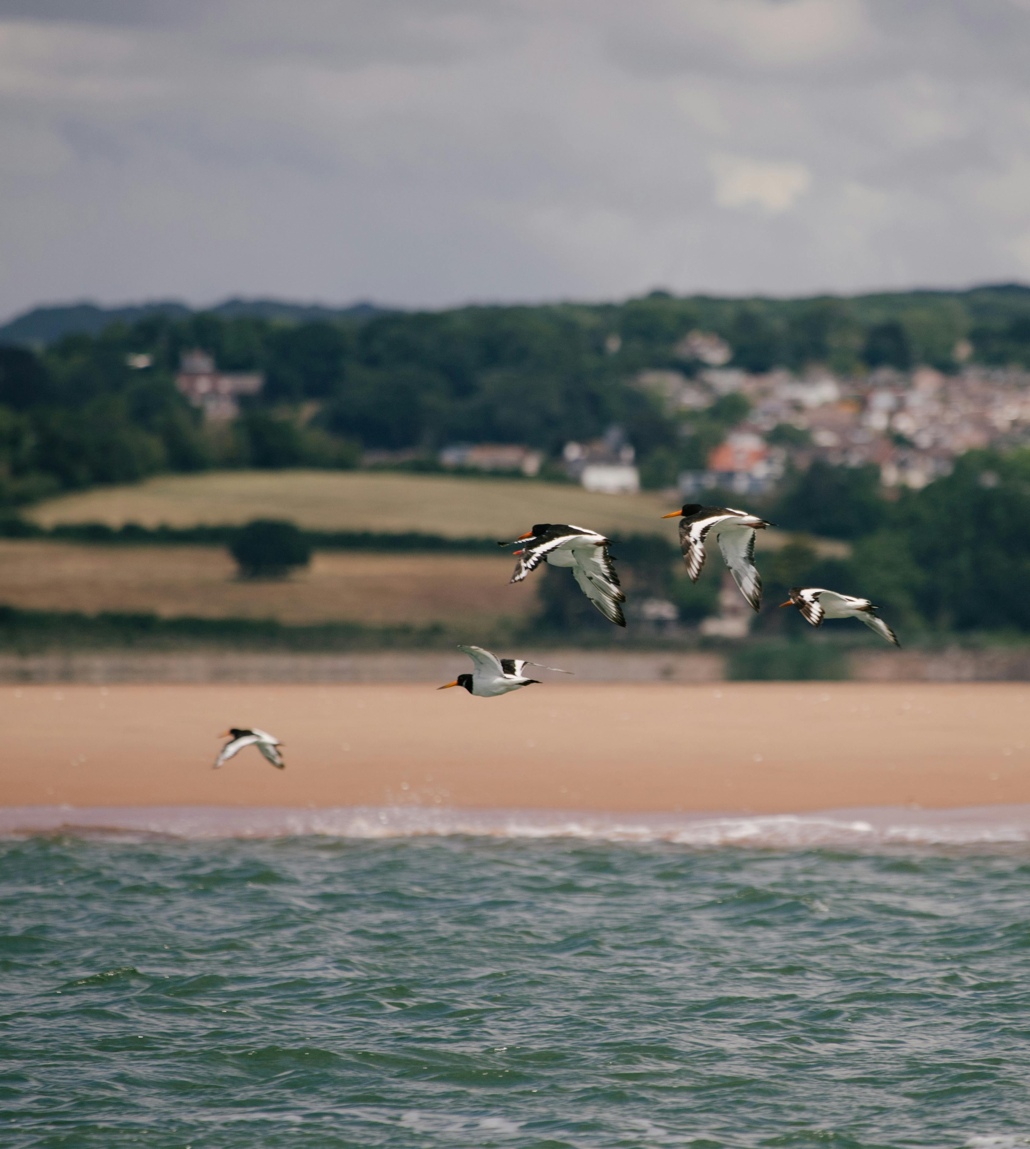 Birds In Town And Village
