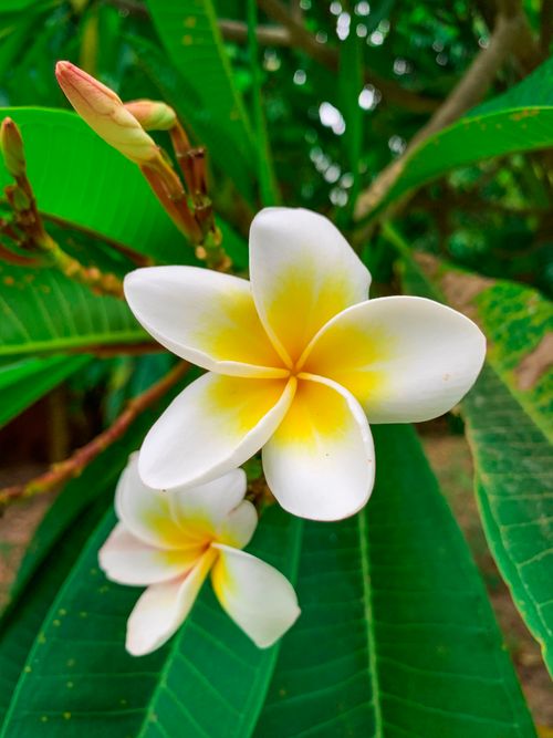 Free Close-up shot of blooming white frangipani (Plumeria) with lush green leaves, showcasing their delicate petals. Stock Photo