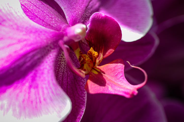 Pink Orchid In Macro Photography