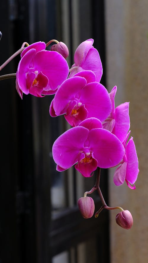 Free Beautiful Pink Orchid Flowers Stock Photo