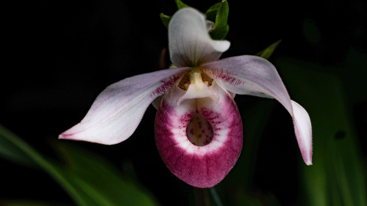 dramatic close up of a phragmipedium schlimii orchid with a dark backg