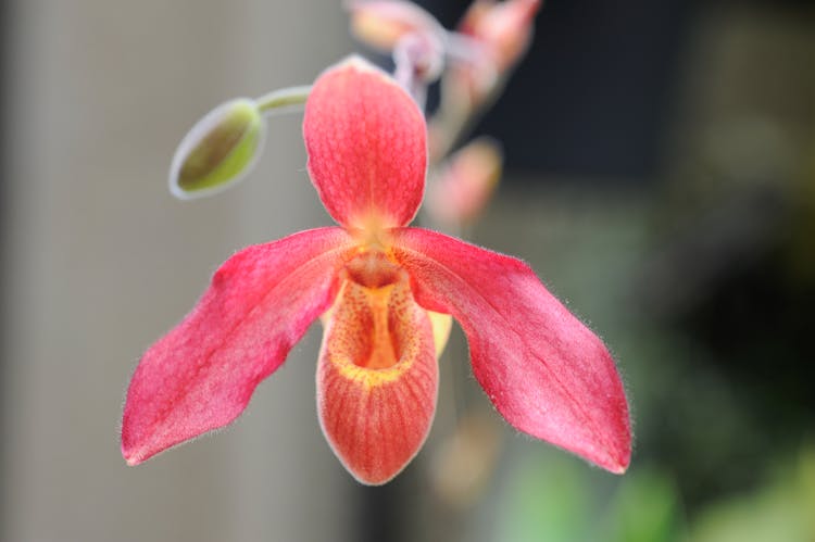 Beautiful Red Orchid In Bloom