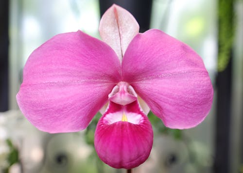 Orchid