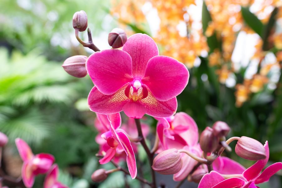 Orquídeas sanas y floridas