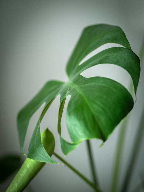 A Close-Up Shot of a Green Leaf of a Swiss Cheese Plant