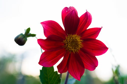 Foto profissional grátis de ecológico, flor, flores