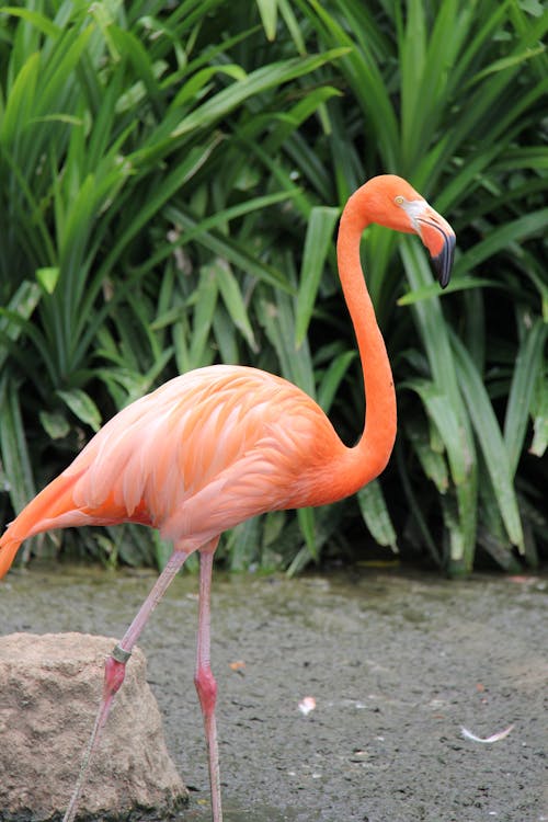 bitkiler, dikey atış, flamingo içeren Ücretsiz stok fotoğraf