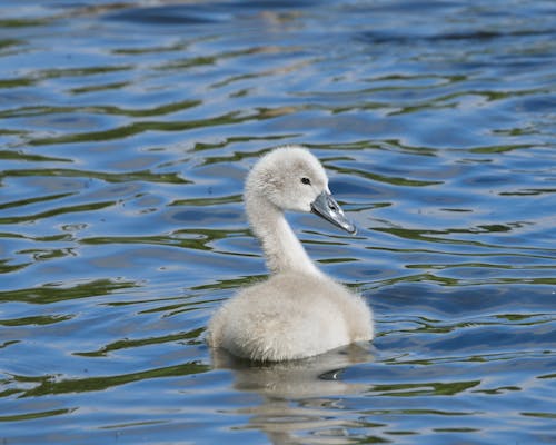 Cygnet Floating on Lake Water