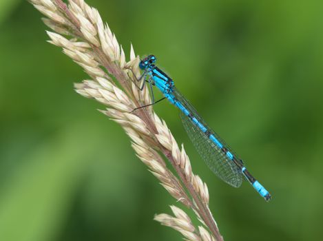 Blue Damselfly