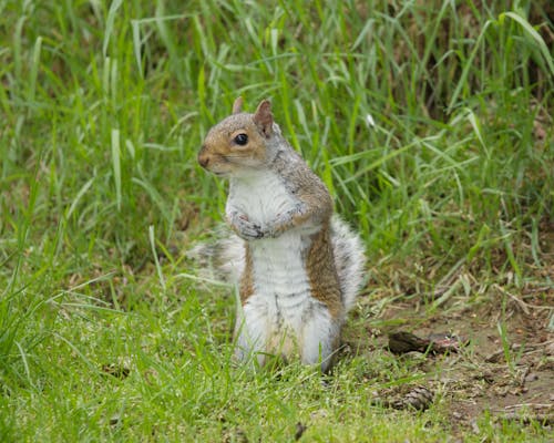Cute Squirrel on Green Grass