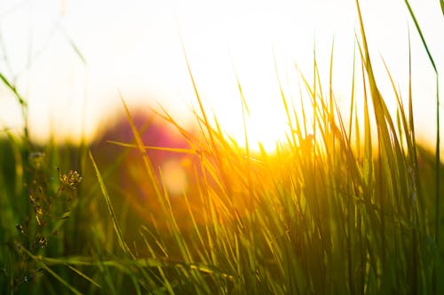 Free stock photo of grass, green, nature