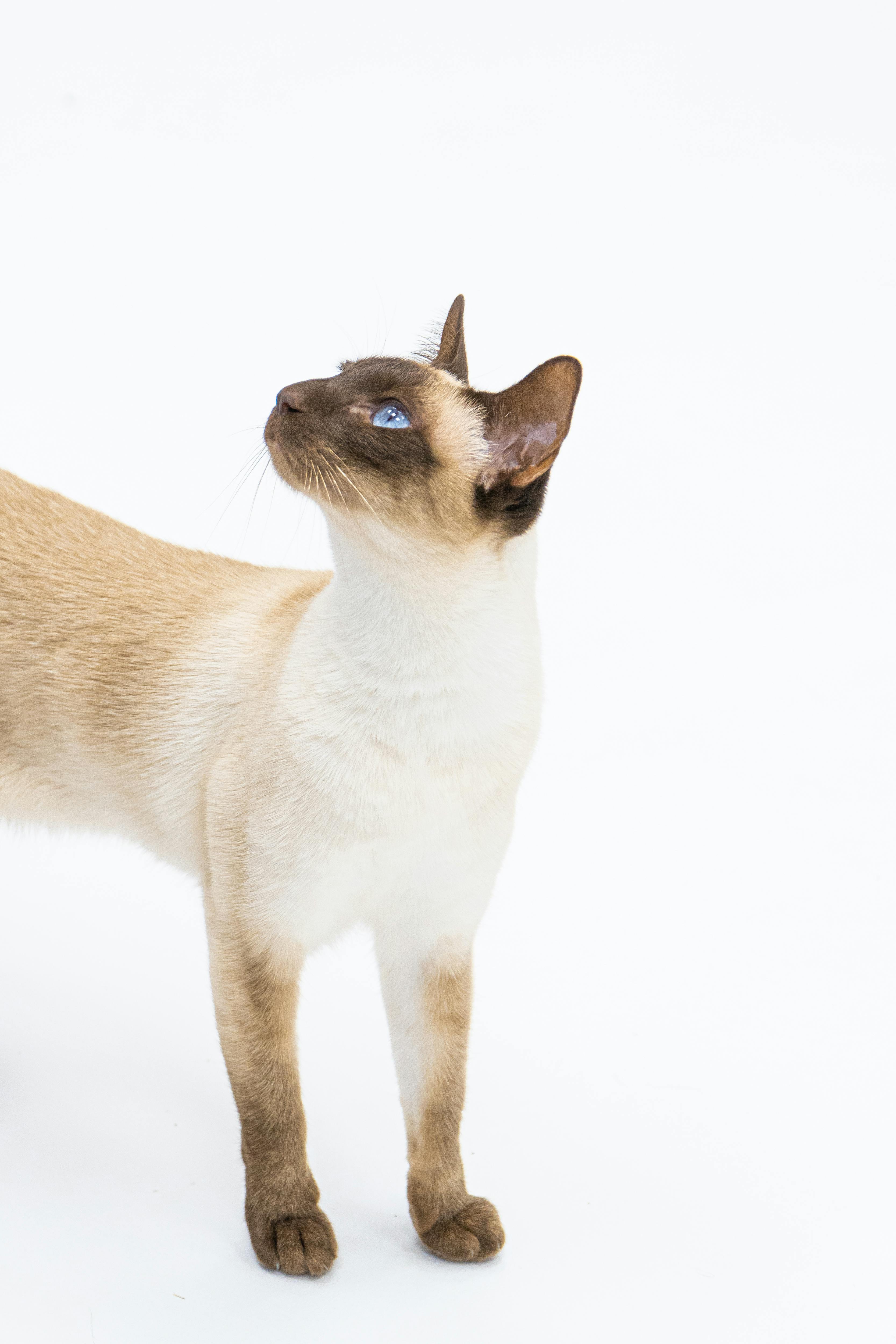 siamese with blue eyes