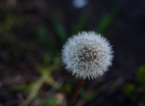 Free stock photo of blowball, dandelion, flower