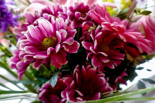 Free A vivid close-up of pink flowers in bloom, showcasing delicate petals and vibrant colors. Stock Photo