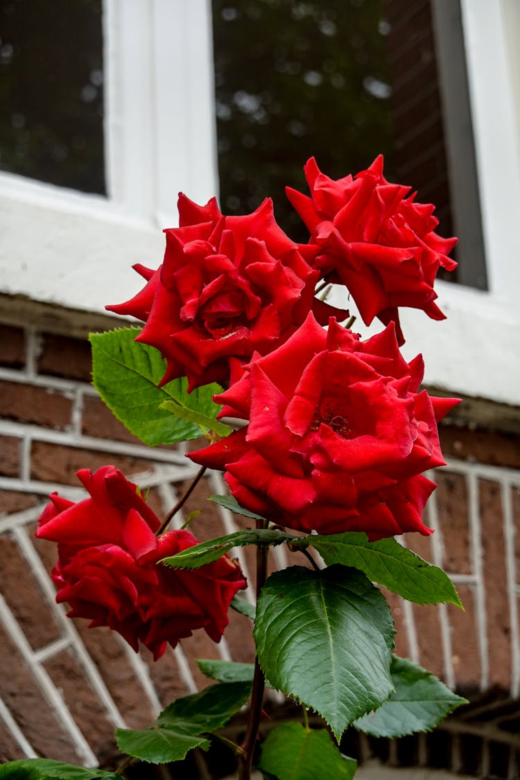 Red Rosed In Bloom