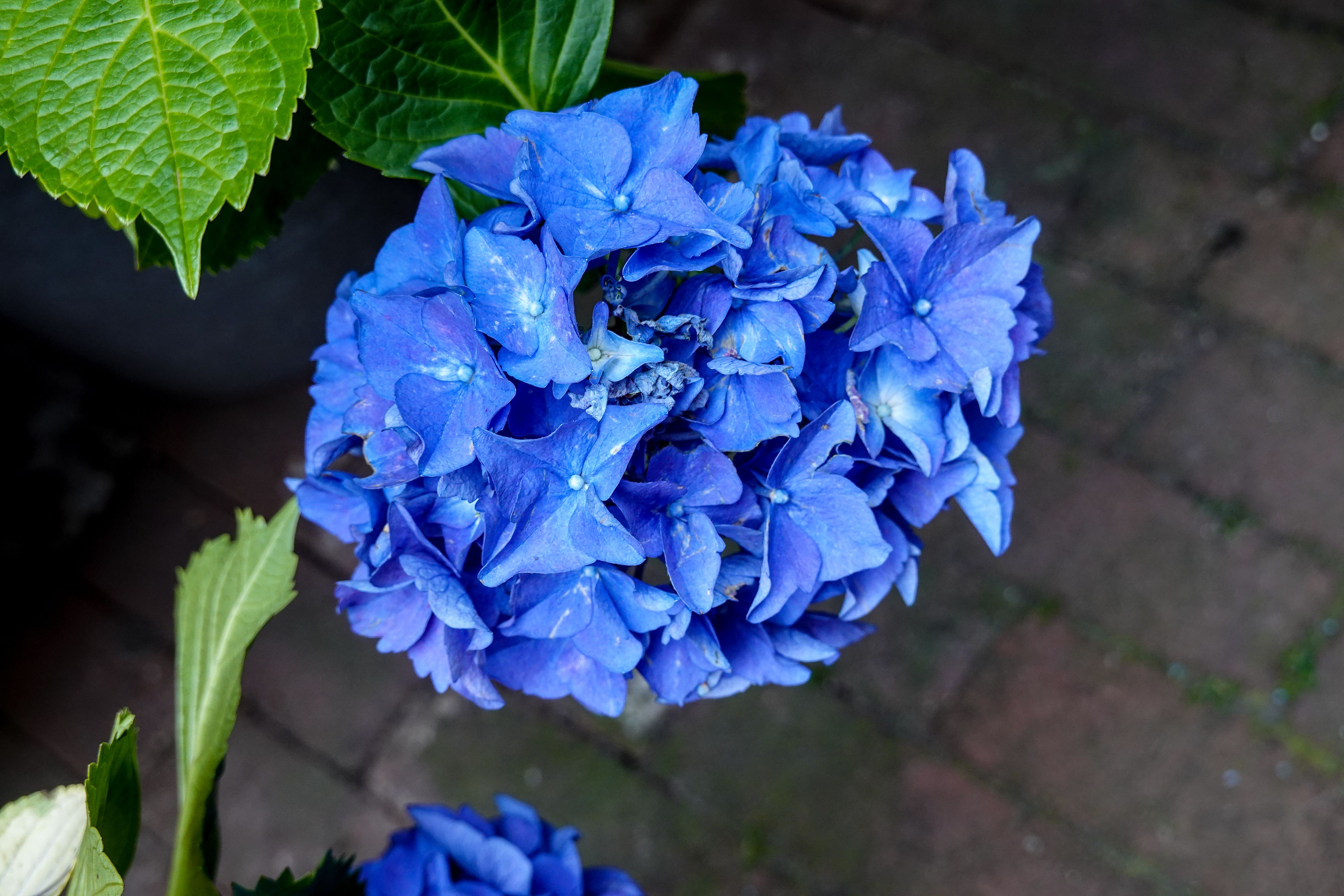 Hortensia-krans op witte houten deur.
