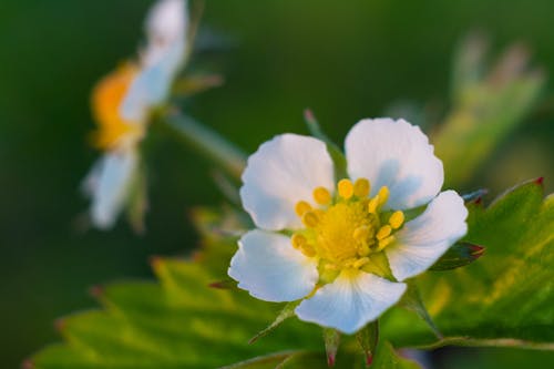 Free stock photo of flower, green, macro