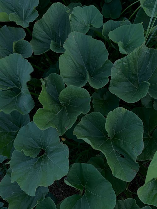 Close-Up Shot of Green Leaves