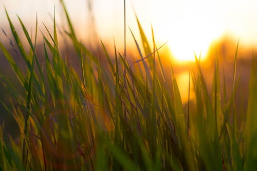 Free stock photo of grass, grassland, green