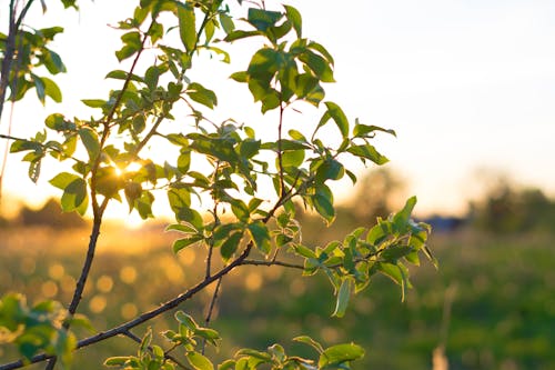 Free stock photo of branch, green, nature