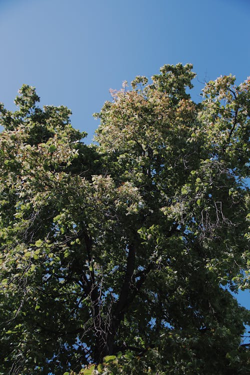 Foto profissional grátis de árvore, céu azul, filiais