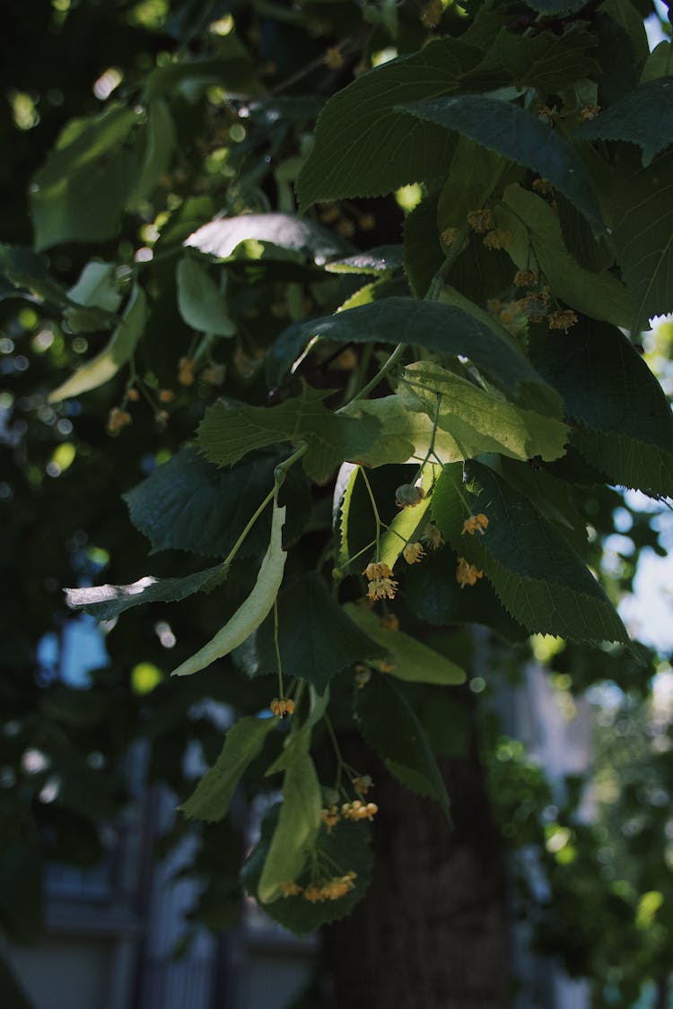 Photo Of A Tree Leaves And Flowers