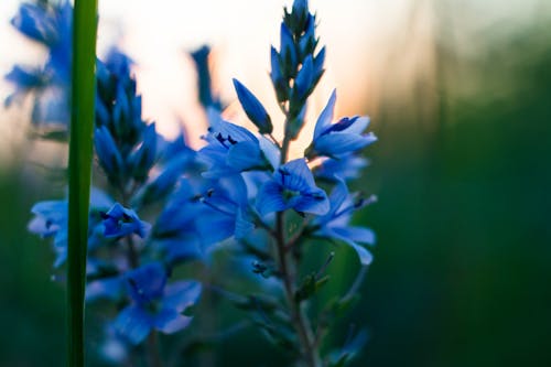 Foto profissional grátis de flores, flores azuis, natureza