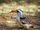 hornbill