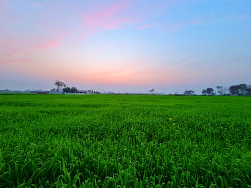 Free Green Grass Field Under Sunset Sky Stock Photo