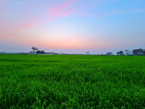 Free Idyllic rural landscape with lush green field under a serene sunset sky. Stock Photo