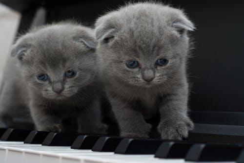 Two Gray Persian Kittens on Black Keyboard