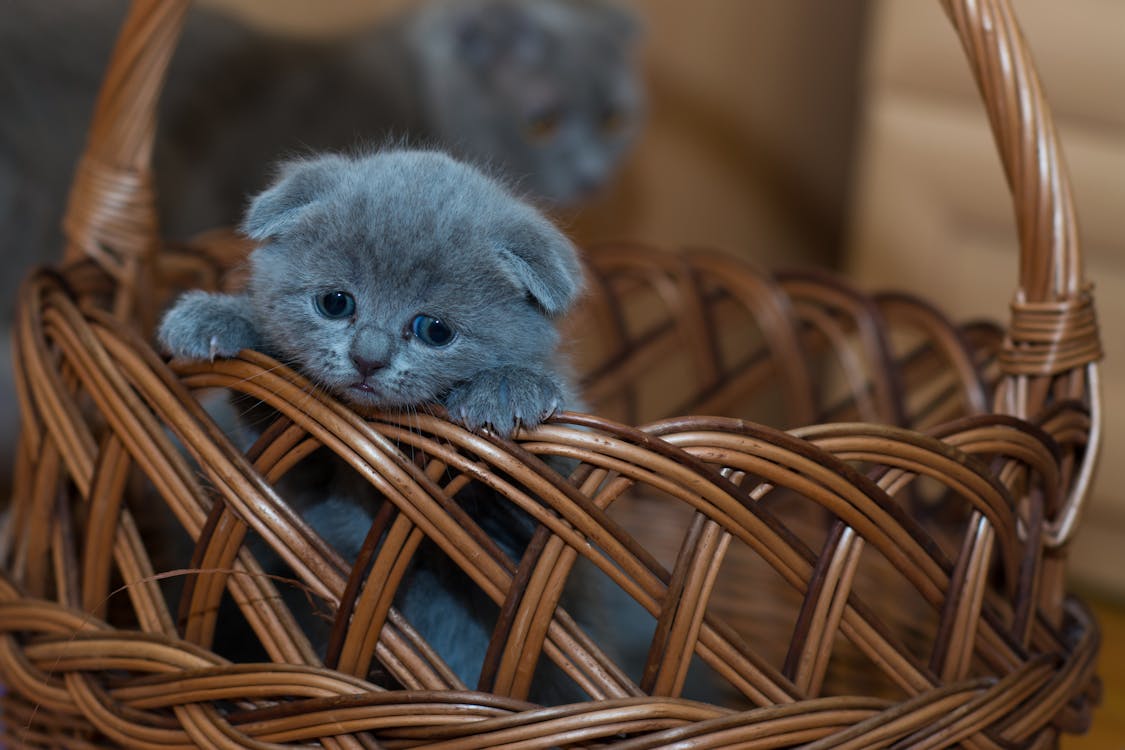 Free Russian Blue Kitten on Brown Woven Basket Stock Photo