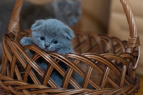 茶色の編まれたバスケットのロシアンブルーの子猫