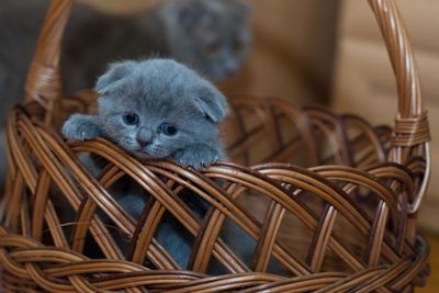 Cat Wand Toy