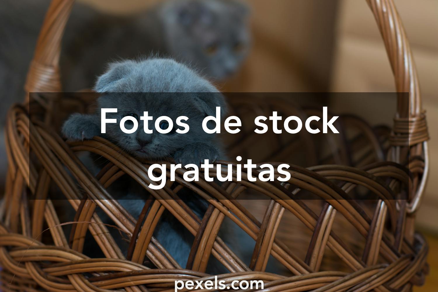 304,595 Fotos de Stock de Gato Homem Triste - Fotos de Stock Gratuitas e  Sem Fidelização a partir da Dreamstime