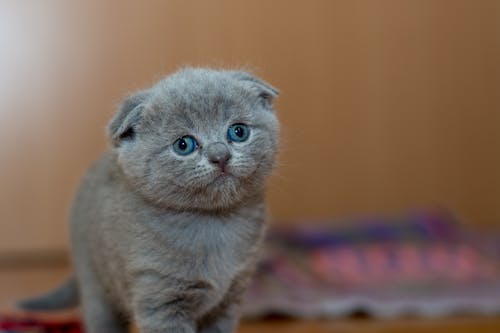 無料 灰色の毛皮の子猫 写真素材